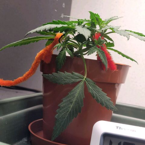 Gorilla Punch Auto growlog timeline photo