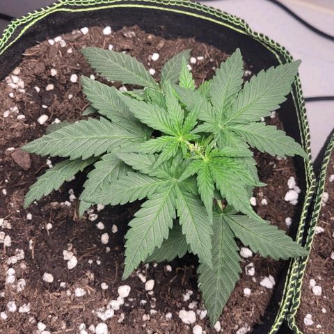 Gorilla Punch Auto growlog timeline photo