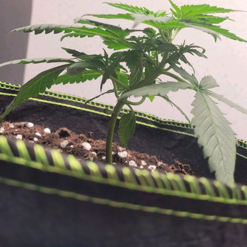 Gorilla Punch Auto growlog timeline photo