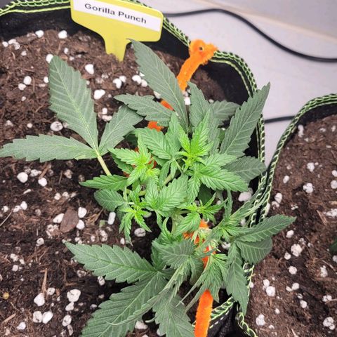 Gorilla Punch Auto growlog photo: LST