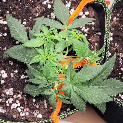 Gorilla Punch Auto growlog timeline photo
