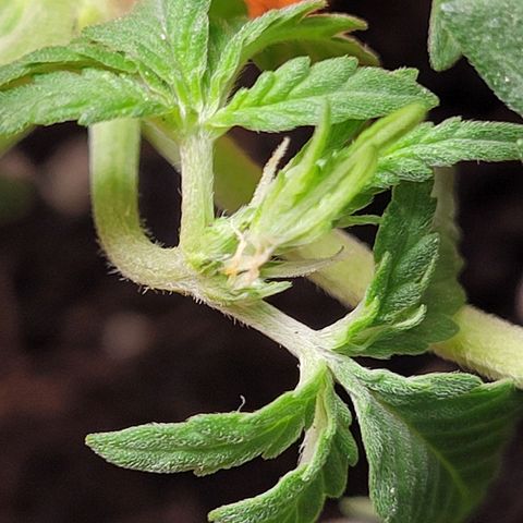 Gorilla Punch Auto growlog photo: First sign of pistil hairs