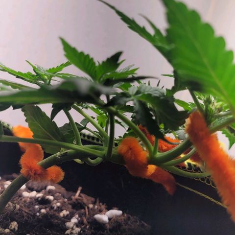 Gorilla Punch Auto growlog timeline photo
