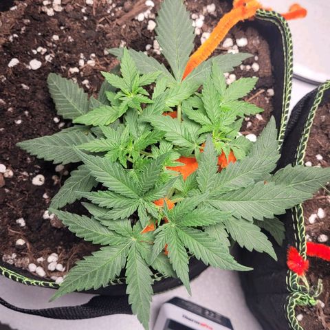 Gorilla Punch Auto growlog timeline photo