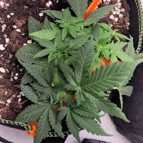 Gorilla Punch Auto growlog timeline photo