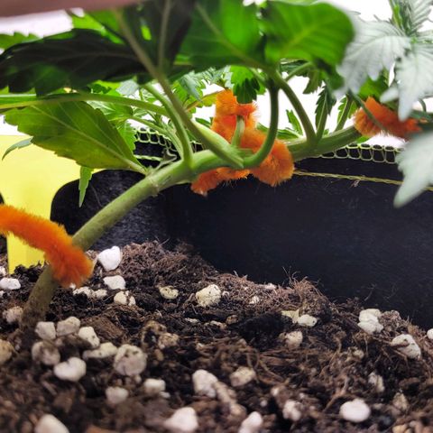 Gorilla Punch Auto growlog timeline photo