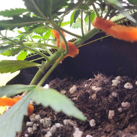 Gorilla Punch Auto growlog timeline photo