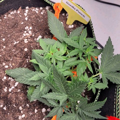 Gorilla Punch Auto growlog timeline photo