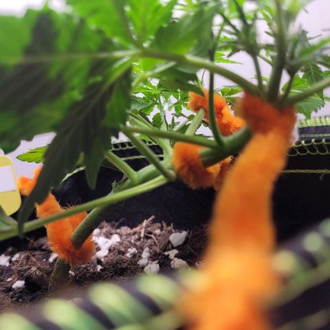 Gorilla Punch Auto growlog timeline photo