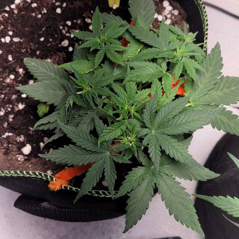 Gorilla Punch Auto growlog timeline photo