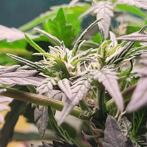 Gorilla Punch Auto growlog timeline photo