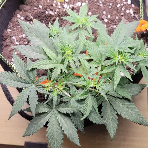Gorilla Punch Auto growlog timeline photo