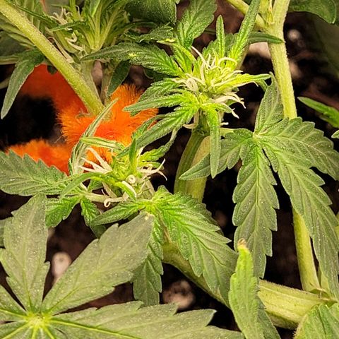 Gorilla Punch Auto growlog timeline photo