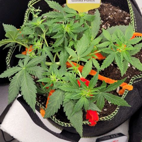 Gorilla Punch Auto growlog timeline photo