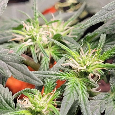 Gorilla Punch Auto growlog timeline photo
