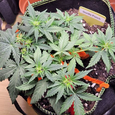Gorilla Punch Auto growlog timeline photo