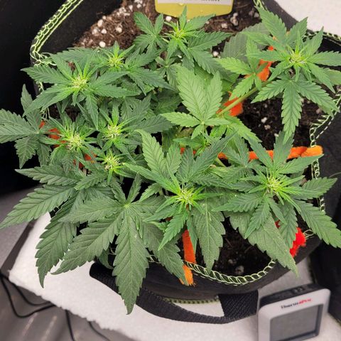 Gorilla Punch Auto growlog timeline photo
