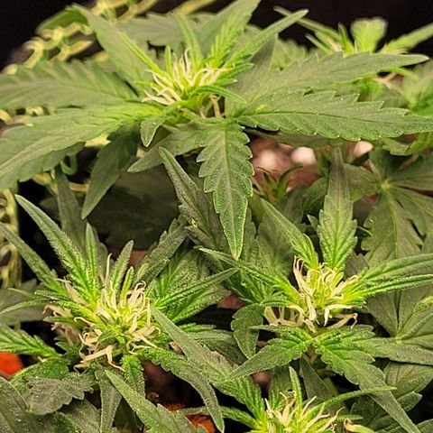 Gorilla Punch Auto growlog timeline photo