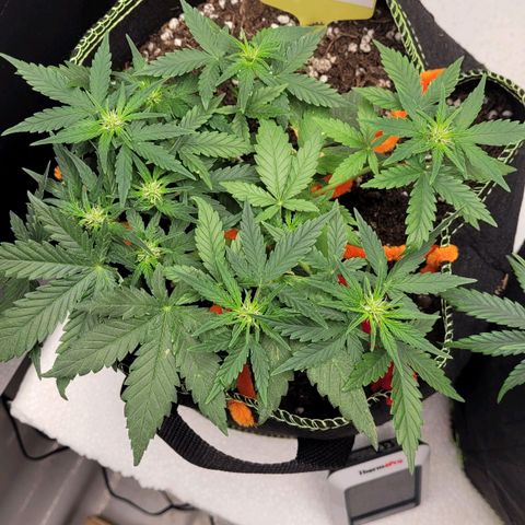Gorilla Punch Auto growlog timeline photo
