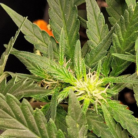 Gorilla Punch Auto growlog timeline photo
