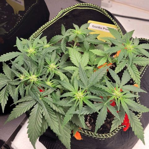 Gorilla Punch Auto growlog timeline photo