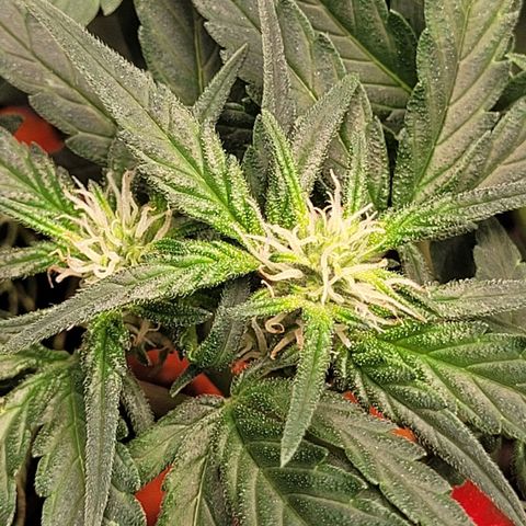 Gorilla Punch Auto growlog timeline photo