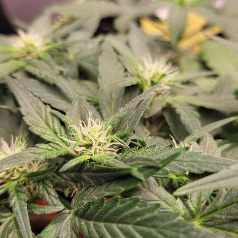 Gorilla Punch Auto growlog timeline photo