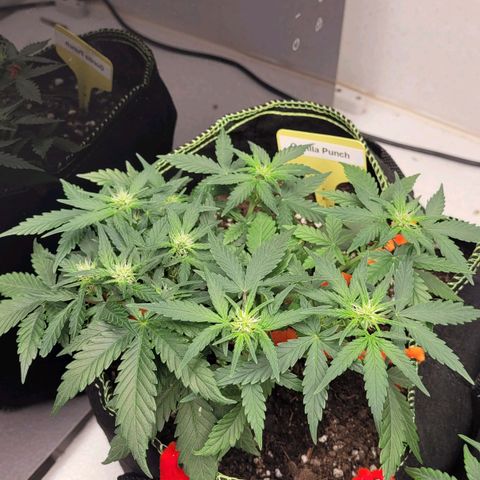Gorilla Punch Auto growlog timeline photo