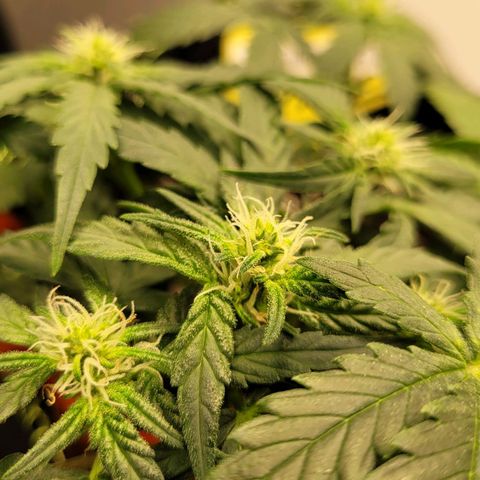 Gorilla Punch Auto growlog timeline photo