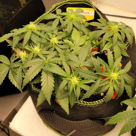 Gorilla Punch Auto growlog timeline photo