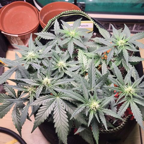 Gorilla Punch Auto growlog timeline photo