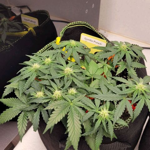 Gorilla Punch Auto growlog timeline photo