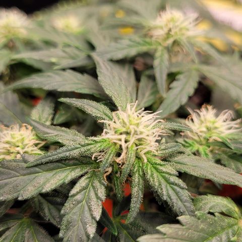Gorilla Punch Auto growlog timeline photo
