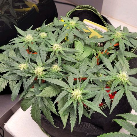 Gorilla Punch Auto growlog timeline photo