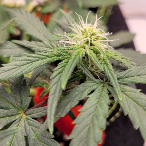 Gorilla Punch Auto growlog timeline photo