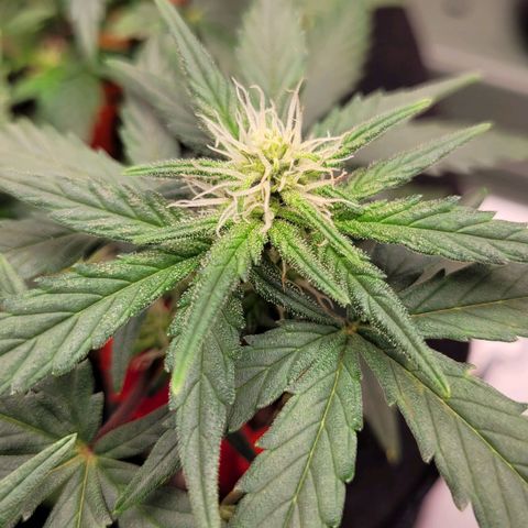 Gorilla Punch Auto growlog timeline photo