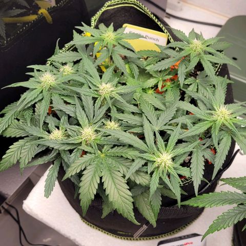 Gorilla Punch Auto growlog timeline photo