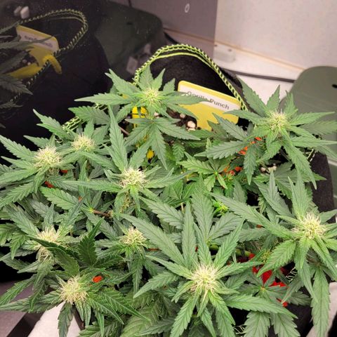 Gorilla Punch Auto growlog timeline photo