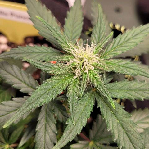 Gorilla Punch Auto growlog timeline photo