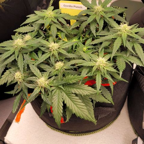 Gorilla Punch Auto growlog timeline photo