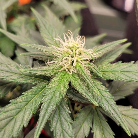 Gorilla Punch Auto growlog timeline photo