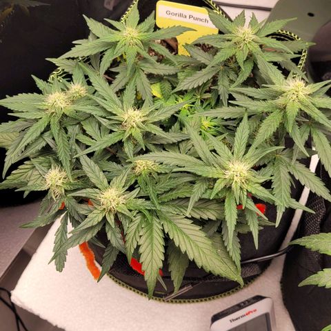 Gorilla Punch Auto growlog timeline photo
