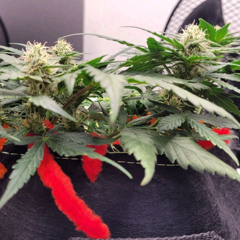 Gorilla Punch Auto growlog timeline photo