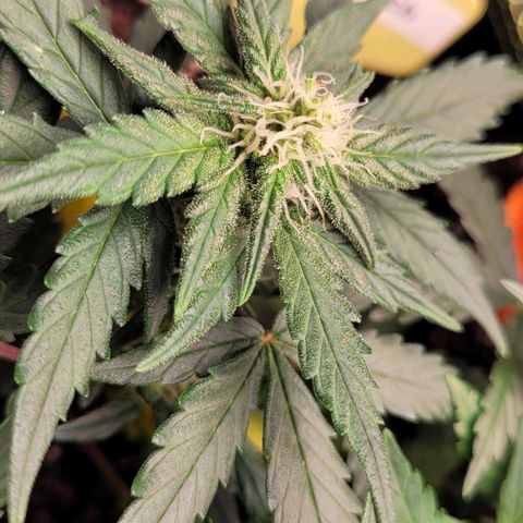 Gorilla Punch Auto growlog timeline photo