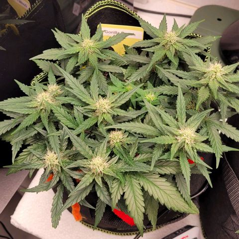 Gorilla Punch Auto growlog timeline photo