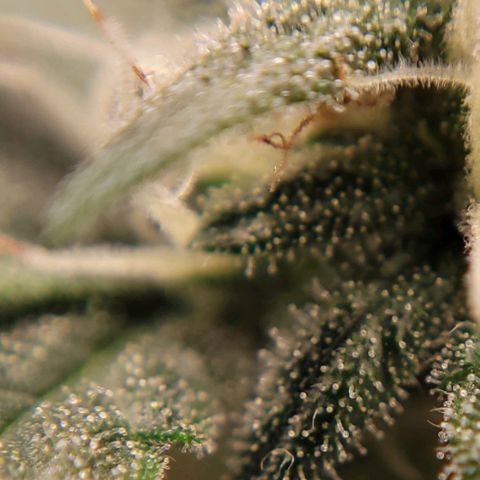 Gorilla Punch Auto growlog timeline photo