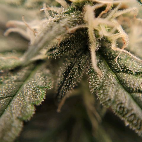 Gorilla Punch Auto growlog timeline photo