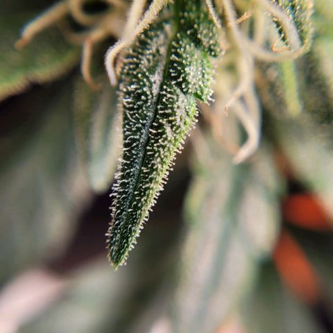 Gorilla Punch Auto growlog timeline photo