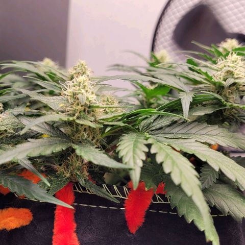 Gorilla Punch Auto growlog timeline photo