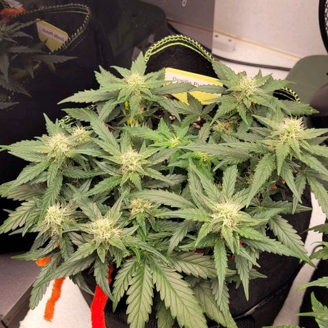 Gorilla Punch Auto growlog timeline photo